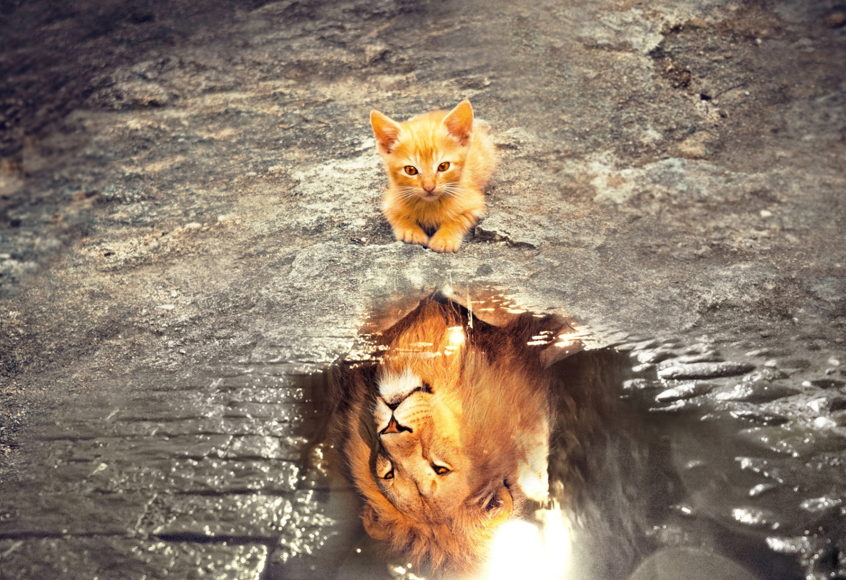 Chaton se reflétant en lion dans une flaque d'eau — révéler la grandeur intérieure